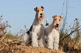 FOX TERRIER 043